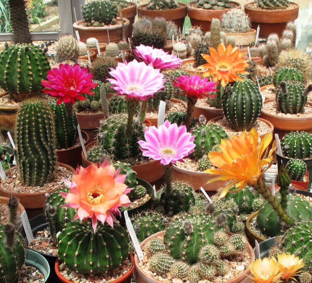 Echinopsis Hybrids